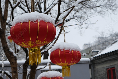 Red lanterns hanging on the tree in the Chinese New Year.