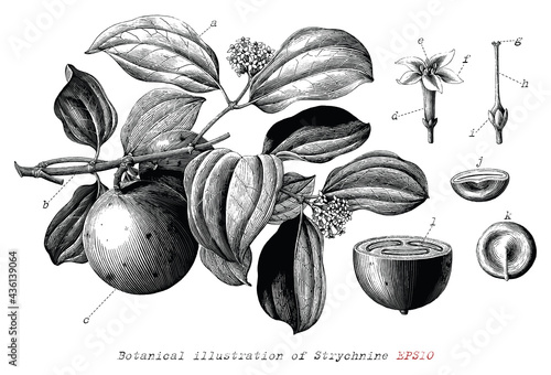Botanical illustration of Strychnine hand drawn vintage engraving style black and white clip art isolated on white background