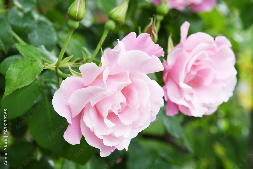 ピンク色のバラの花 ピンク色のバラの花