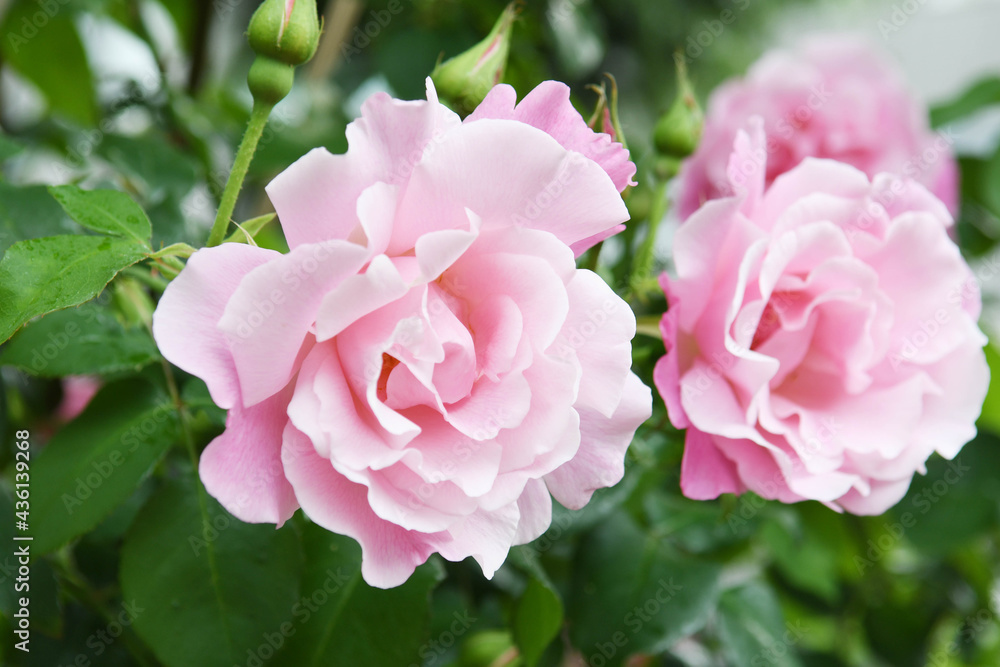 Fototapeta premium ピンク色のバラの花