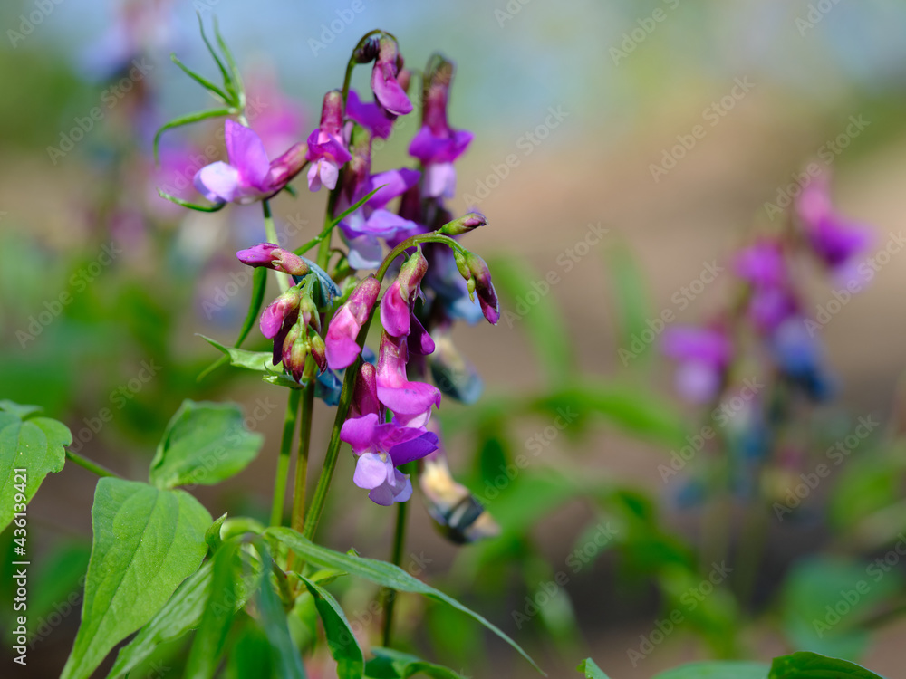 Lilac flowers in the foreground. The background is blurred. Lilac flowers in the foreground. The background is blurred.
