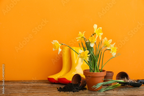 Gardening tools with narcissus plants on table
