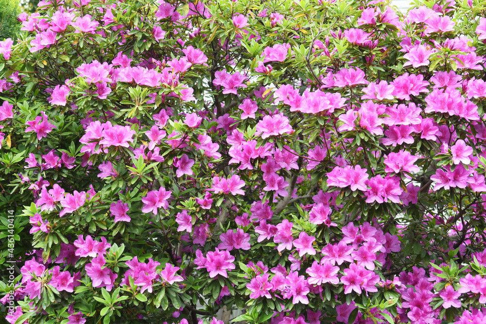 ピンク色の花 ツツジ ピンク色の花 ツツジ