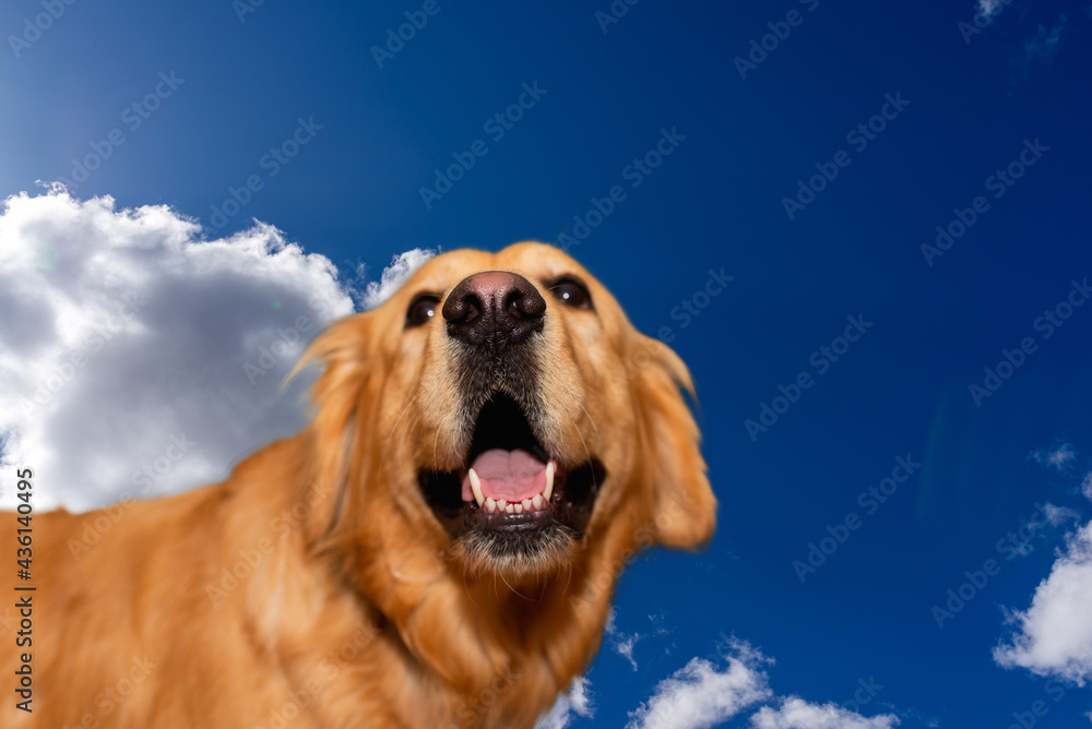 Golden labrador retriever on the sky background.Golden retriever, happy with copy space.Close-up.Advertisement,mockup.