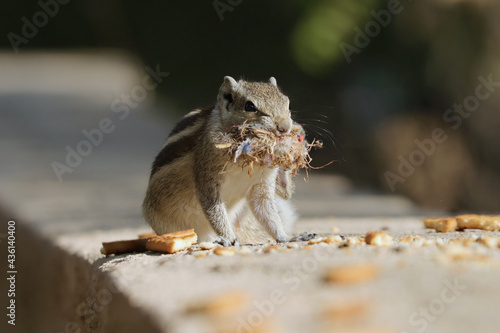 Closeup of a funny chipmunk standing on the stone surface with its mouth full of garbag photo