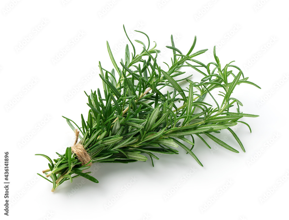 Sprig of rosemary on white background Sprig of rosemary on white background
