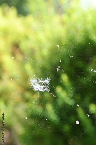 蜘蛛の巣とタンポポの綿毛