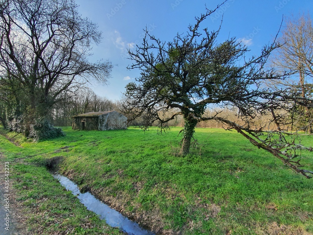 tree in spring