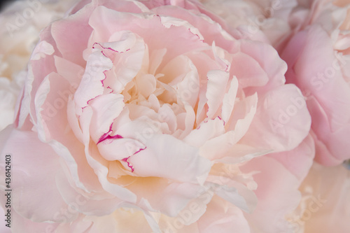 Close up view of a pink Peony. Peony is big, fluffy, fragrant flowers of genus Paeonia. © Jing