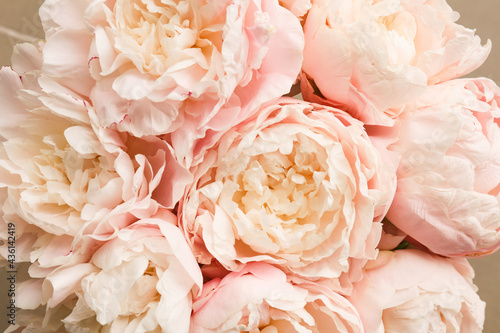 Close up view of a bouquet of pink Peonies. Peony is big  fluffy  fragrant flowers of genus Paeonia.