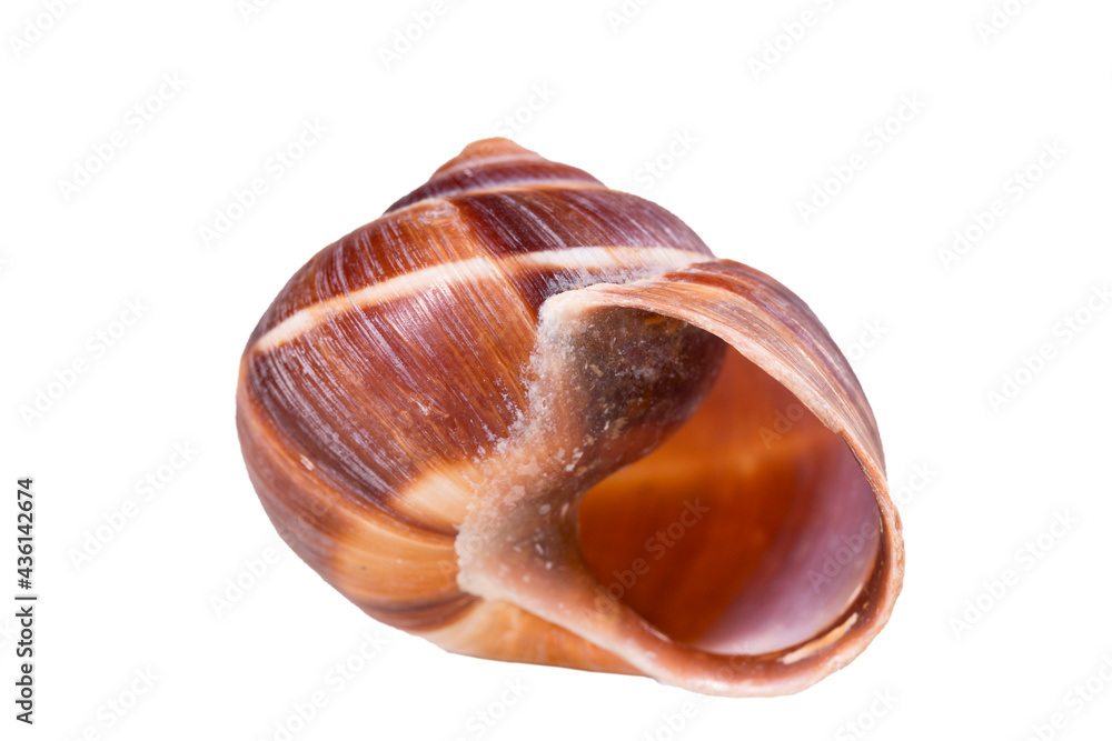 Empty vine snail shell. The shell protects the swordfish from the weather.