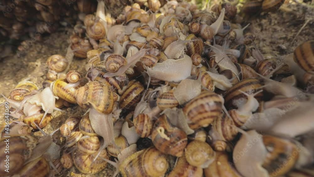 There are many snails on the farm. Growing snails. Snails on the farm