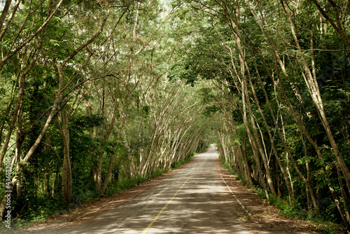 Beautiful long road in summer day with trees