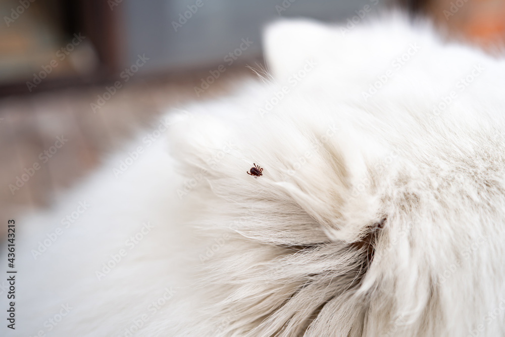 Ticks are dangerous parasites, the problem of dog owners in the warm season. Ticks are dangerous parasites, the problem of dog owners in the warm season.