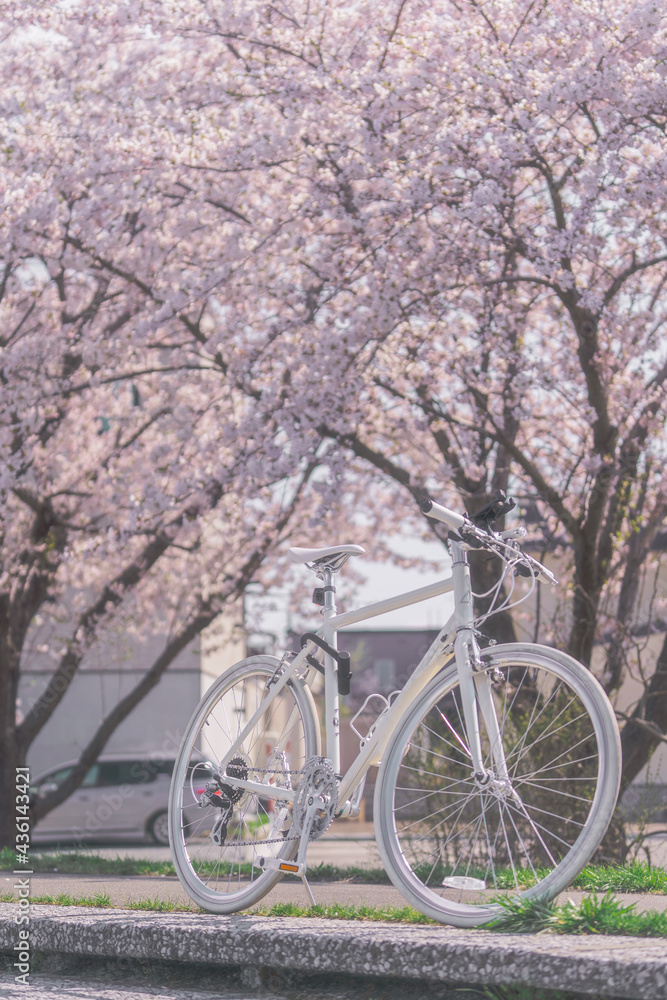 自転車と桜