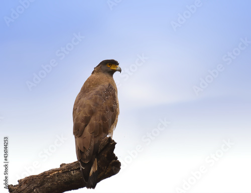 Crested Serpent Eagle resting on big branch against cloudy background of bandhavgarh national park