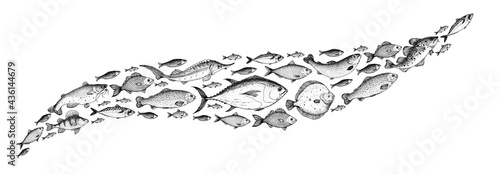 Fish sketch collection. Hand drawn vector illustration. School of fish vector illustration. Food menu illustration. Hand drawn fish set. Engraved style. Sea and river fish.