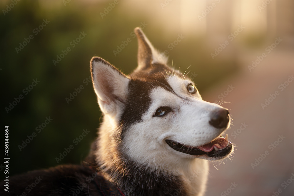 Husky dog