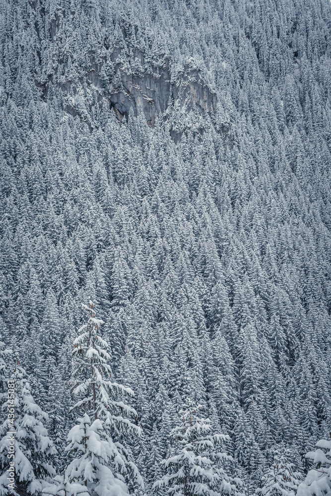 Coniferous forest growing on a rocky wall, Western Tatra Mountains, Poland. Forest closeup in winter. Selective focus on the trees, blurred background. Coniferous forest growing on a rocky wall, Western Tatra Mountains, Poland. Forest closeup in winter. Selective focus on the trees, blurred background.