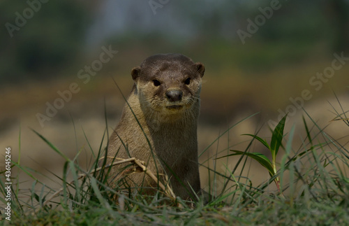 Canvas Print smooth-coated otter in the natural habitat