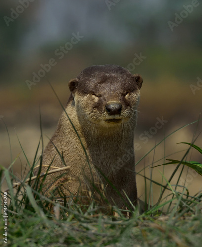 Photography smooth-coated otter in the natural habitat