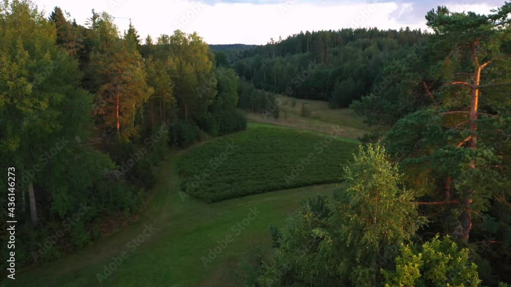 Aerial view over trees revealing a woman picking berries, on a sunny evening Aerial view over trees revealing a woman picking berries, on a sunny evening