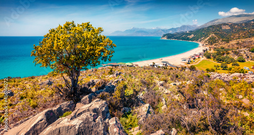 Lonely tree on the shore of Lukove beach. Sunny spring seascape of Adriatic sea. Bright outdoor scene of Albania, Europe. Beauty of nature concept background..