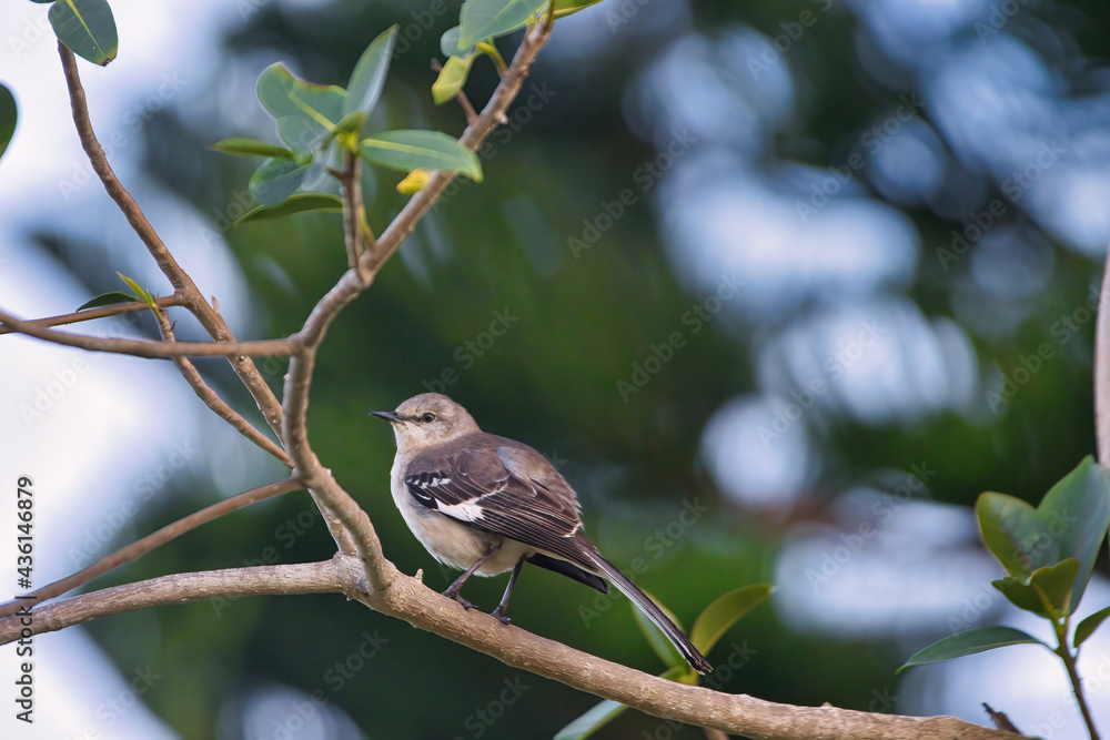 Obraz premium Scrub jay in Indialantic Florida
