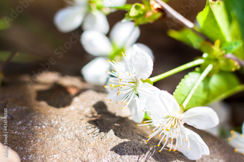 A twig with white flowers on a background of stones. Cherry tree flowers. Macro photography of flower buds. Selective focus