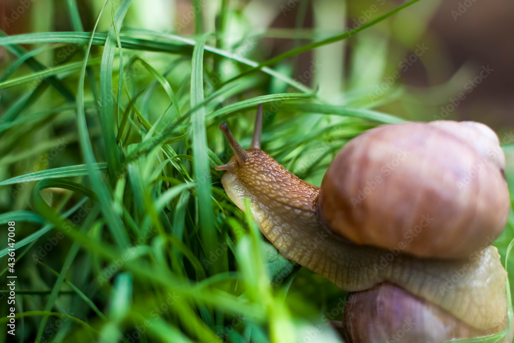 Large white snails-mollusks with a brown striped shell, crawling on rocks in the sun. Snail close - up in the natural environment, Large white snails-mollusks with a brown striped shell, crawling on rocks in the sun. Snail close - up in the natural environment,
