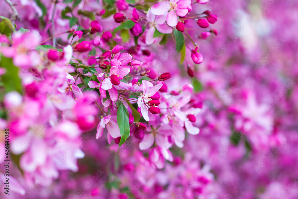 Apple tree in bloom, pink bright flowers. Spring flowering of the apple orchard. Floral background for presentations, posters, banners, and greeting cards. Apple tree in bloom, pink bright flowers. Spring flowering of the apple orchard. Floral background for presentations, posters, banners, and greeting cards.
