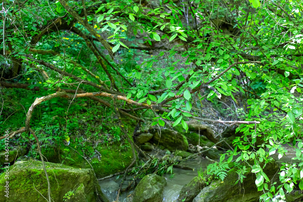 Fototapeta premium Green forest in May. Background Nature.