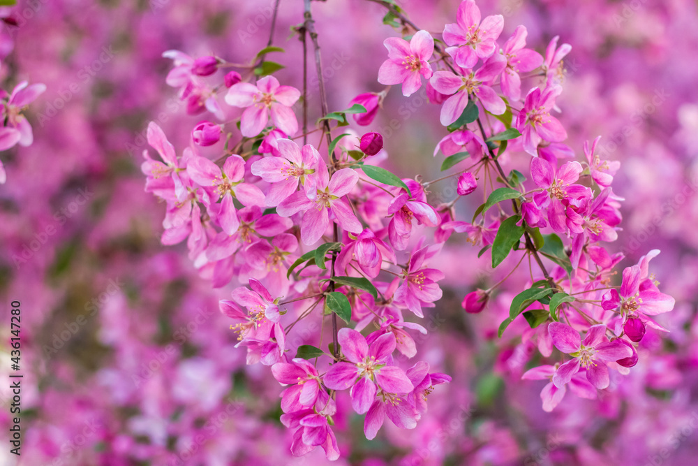 Apple tree in bloom, pink bright flowers. Spring flowering of the apple orchard. Floral background for presentations, posters, banners, and greeting cards. Apple tree in bloom, pink bright flowers. Spring flowering of the apple orchard. Floral background for presentations, posters, banners, and greeting cards.