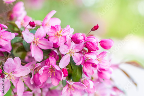 Apple tree in bloom  pink bright flowers. Spring flowering of the apple orchard. Floral background for presentations  posters  banners  and greeting cards.