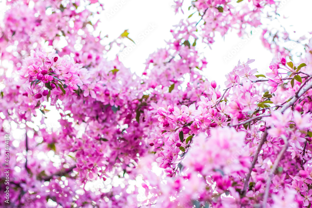 Apple tree in bloom, pink bright flowers. Spring flowering of the apple orchard. Floral background for presentations, posters, banners, and greeting cards.