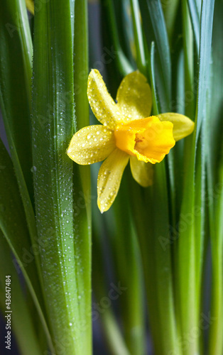 Yellow Narcissus flower