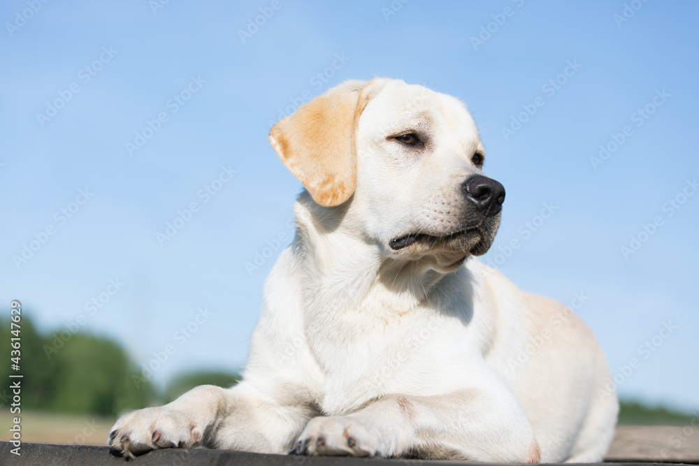 young dog of Labrador breed lies with his head raised against blue sky