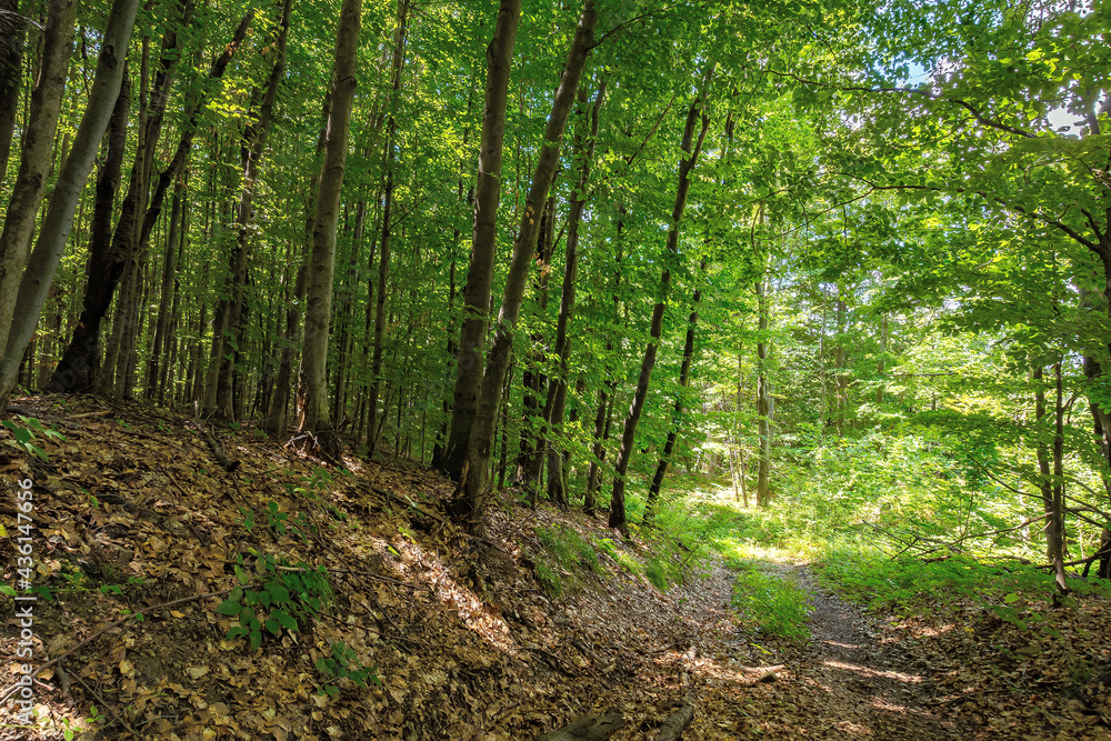 Fototapeta premium footpath through ancient beech forest in dappled light. beautiful nature of carpathians in summer