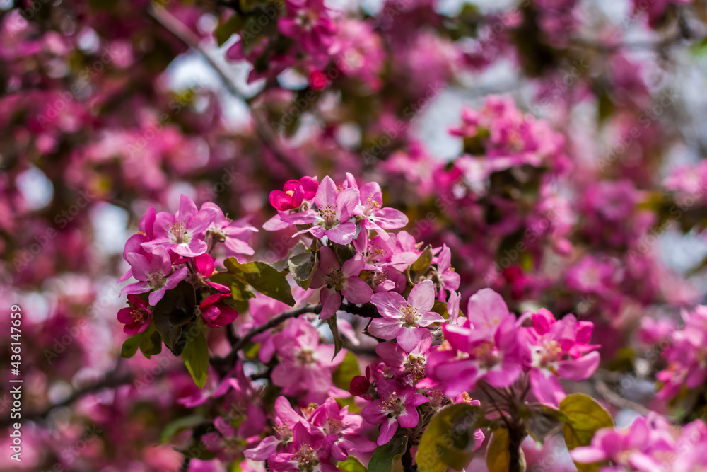 Apple tree in bloom, pink bright flowers. Spring flowering of the apple orchard. Floral background for presentations, posters, banners, and greeting cards. Soft focus,