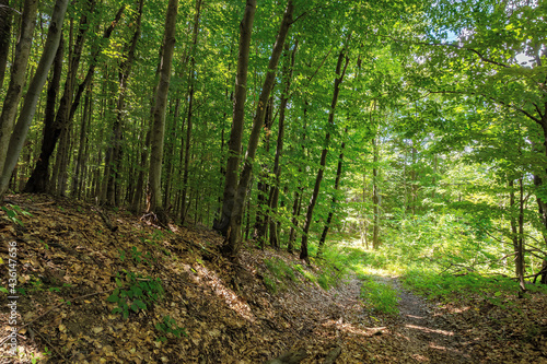 footpath through ancient beech forest in dappled light. beautiful nature of carpathians in summer