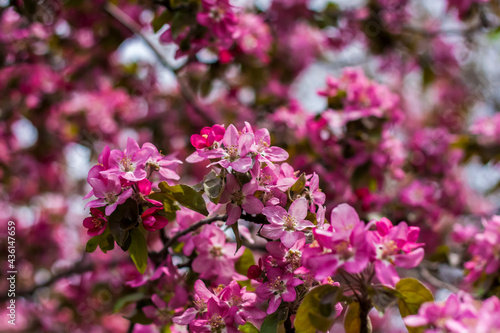 Apple tree in bloom, pink bright flowers. Spring flowering of the apple orchard. Floral background for presentations, posters, banners, and greeting cards. Soft focus,