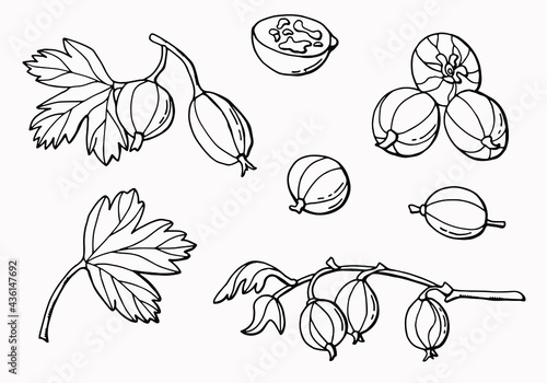 Linear set of gooseberry berries. Line art. White background, isolate. Vector illustration.