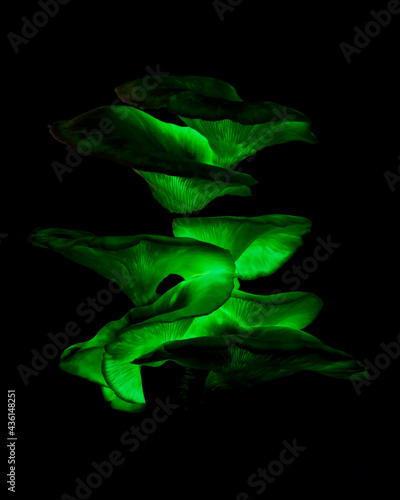 Omphalotus nidiformis (Ghost Fungus) bioluminescent fungi with black background - NSW, Australia