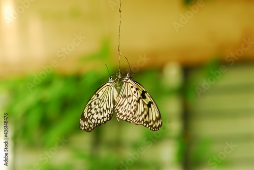 Beautiful pair of black and cream butterflies