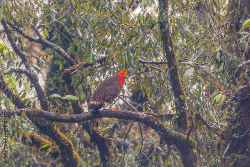 Blyth’s tragopan (Tragopan blythii) habitat shot at Mishmi hills, Arunachal Pradesh, India photo