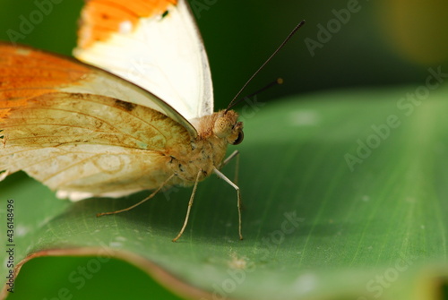 Close up of butterfly