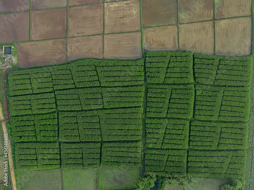 Paddy field with beautiful pattern from the sky 