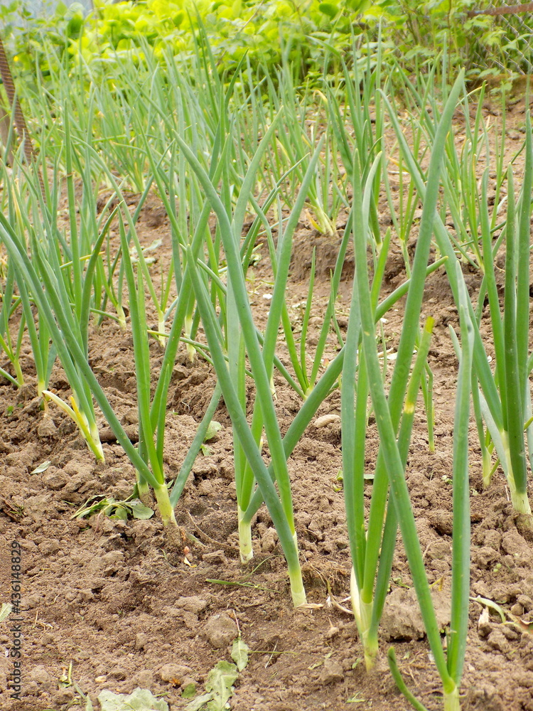 Fototapeta premium Зеленый лук на грядке