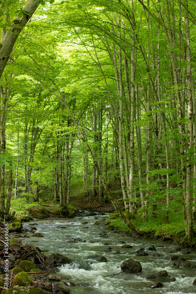 Obraz premium a stream in a green deciduous forest