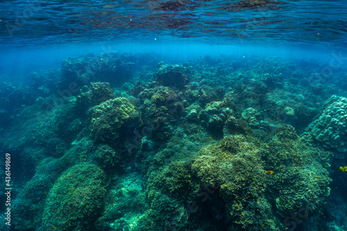 underwater scene with coral reef and fish  Surin Islands  Thailand.